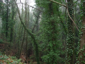 Samos natura – il tragitto fino ai villaggi di Manolates e Vourliotes