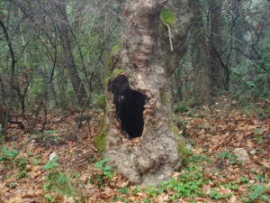 Samos doğasının olağanüstü. Ampelos ve Stavrinides köylerinin yolu. Samos doğasının olağanüstü. Ampelos ve Stavrinides köylerinin yolu